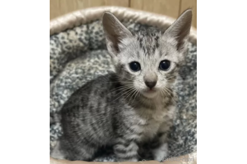 販売中の愛知県のサバンナキャット-115548の1枚目